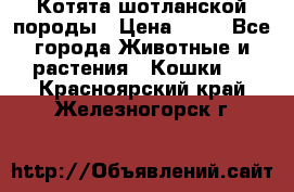 Котята шотланской породы › Цена ­ 40 - Все города Животные и растения » Кошки   . Красноярский край,Железногорск г.